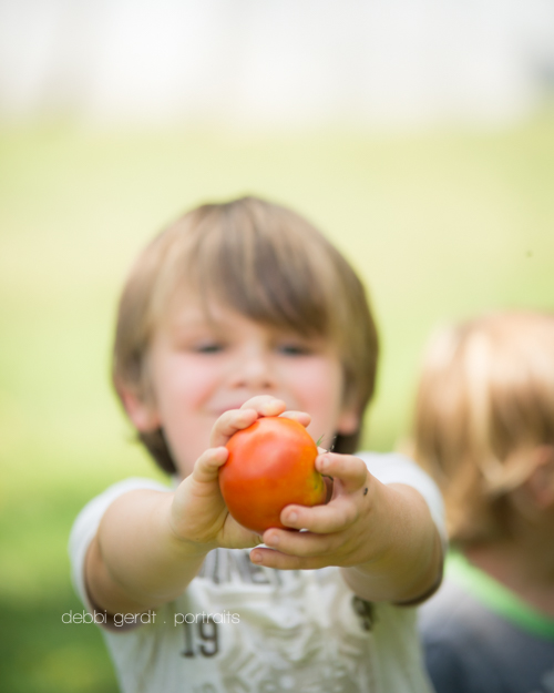 garden tomatoes photography pictures Athens TN