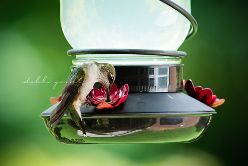 hummingbirds Cleveland Athens Knoxville Tennessee photographer photography