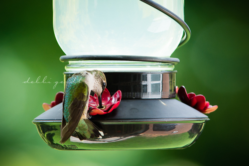 hummingbirds photography athens cleveland knoxville tn