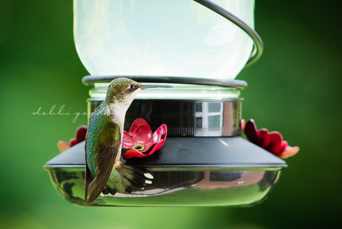 hummingbirds Cleveland Athens Knoxville Tennessee photographer