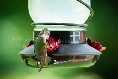 hummingbirds Athens Cleveland Knoxville TN photography