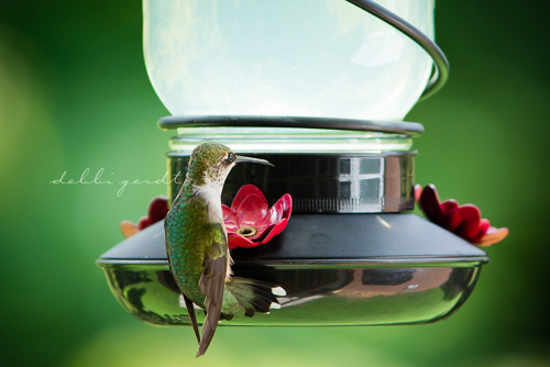 hummingbirds Photographer Athens Tennessee
